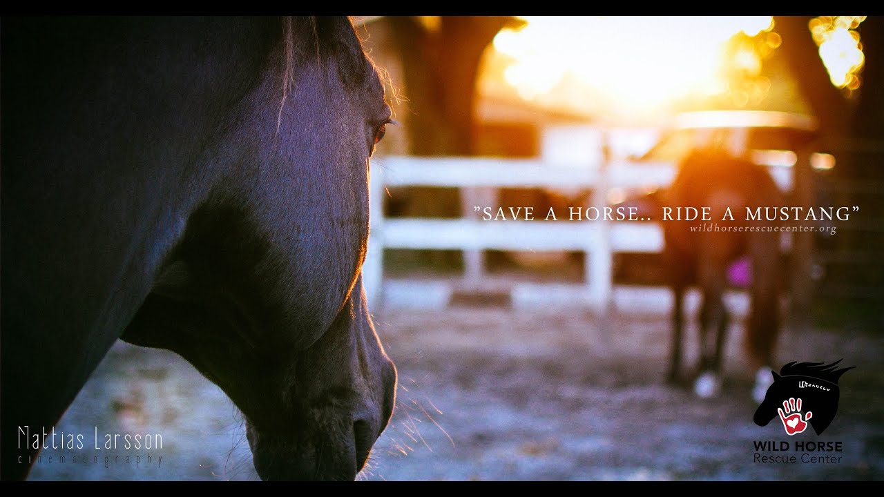 Wild Horse Rescue Center YouTube