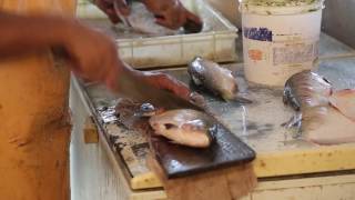 Brésil Manaus Marché aux poissons \/ Brazil Manaus Fish market