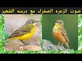 صوت الزعره الصفراء مع درسه الشعير صوت الزعره الصفراء مع درسه الشعير