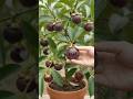 Mangosteen in a pot #growth #fruit #youtube