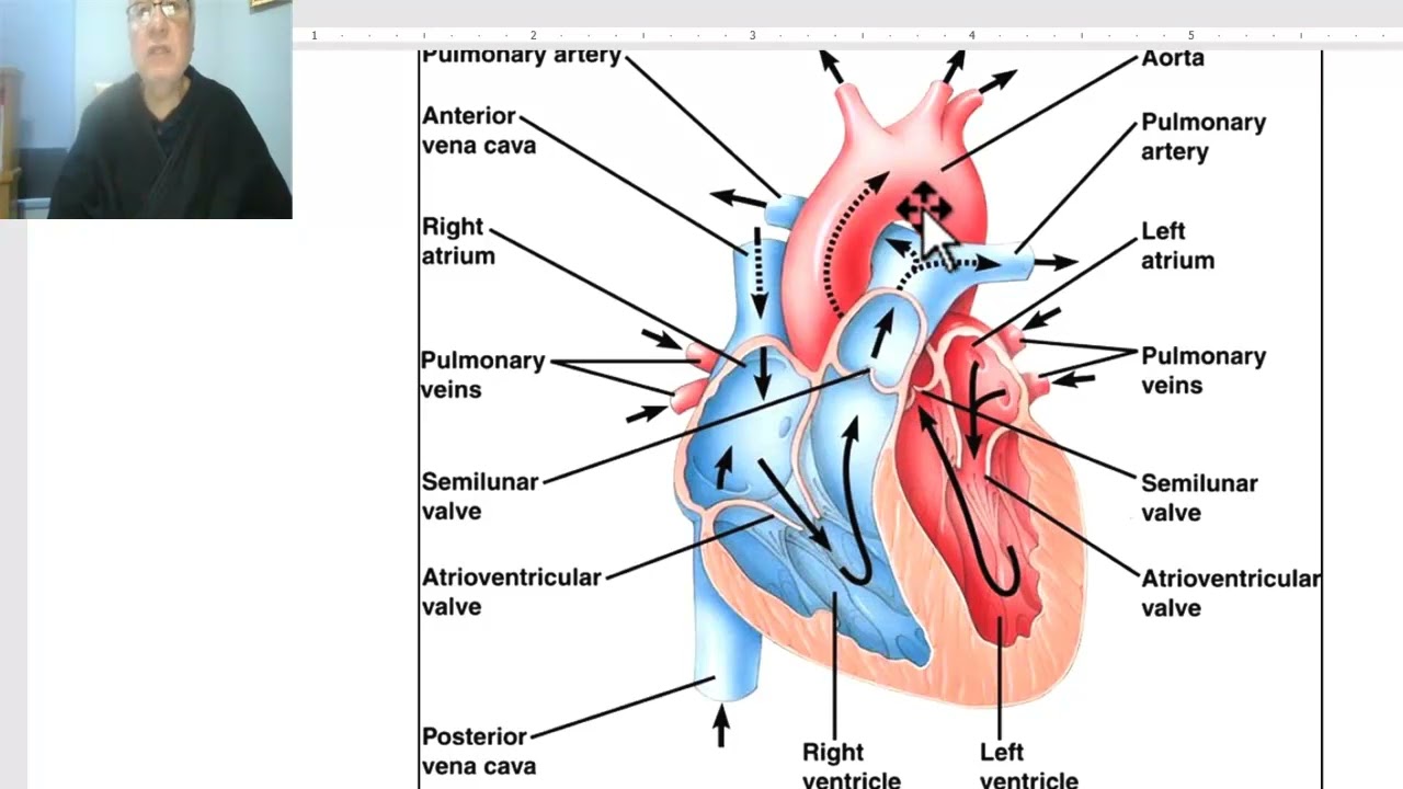 Introduction to anatomy for paramedical students 8 (CVS) , by Dr, Wahdan
