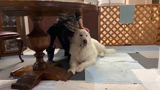 リラックス全開のルンルンとアランです Great Pyrenees グレートピレニーズ