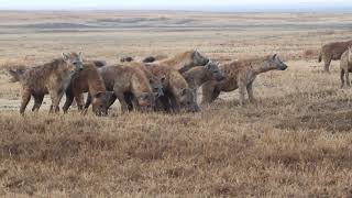 How to make hyena friends. Part 2: Team up against lions