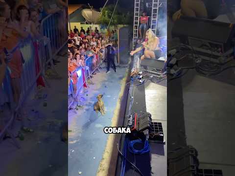 Собака фанатка 🥹