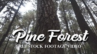 Pine forest free stock footage video sony A6000 || hutan pinus stock video footage