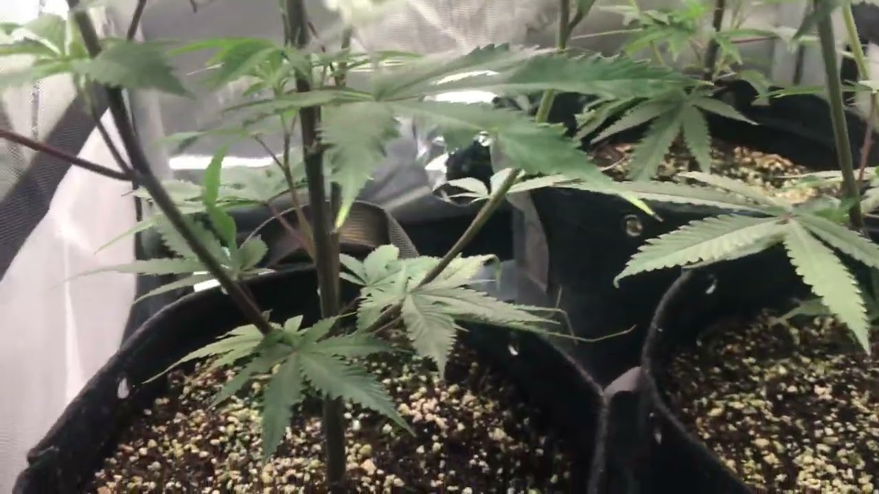 🏆Dante’s Inferno🏆 Dave Cut Vegi Phase Woche 3