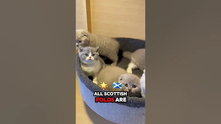 Video 7424981: scottish fold, scottishfold catlover cutecat, cat animals