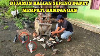 HOW TO GET BANDANGAN PIGEONS OFTEN WITHOUT MURDER 100% SUCCESSFUL || Bandangan pigeons