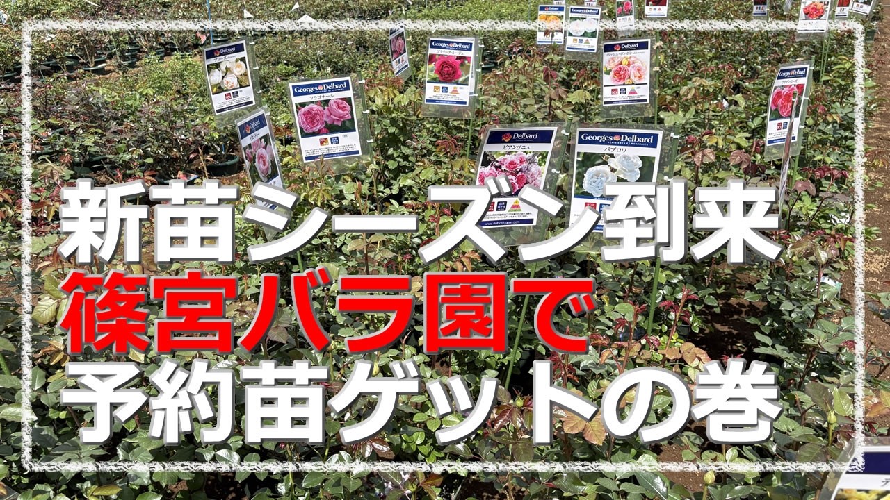 I picked up the new rose sapling I reserved at Shinomiya Rose