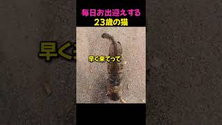 毎日お迎えに来る23歳の猫
