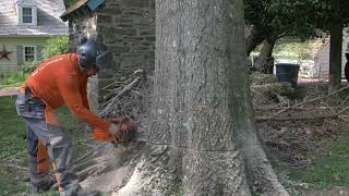 PTC - Ash tree & Oak tree Removals