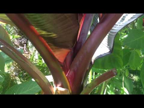 GARDENING GUIDE: How to grow Bananas : The RED Abyssinian Banana - Ensete maurelii Banana Care Tips