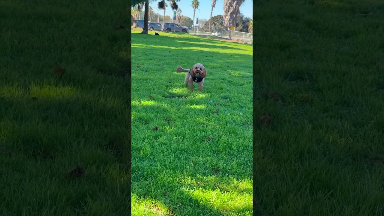 Dog Parks Rock! 🤘🐶