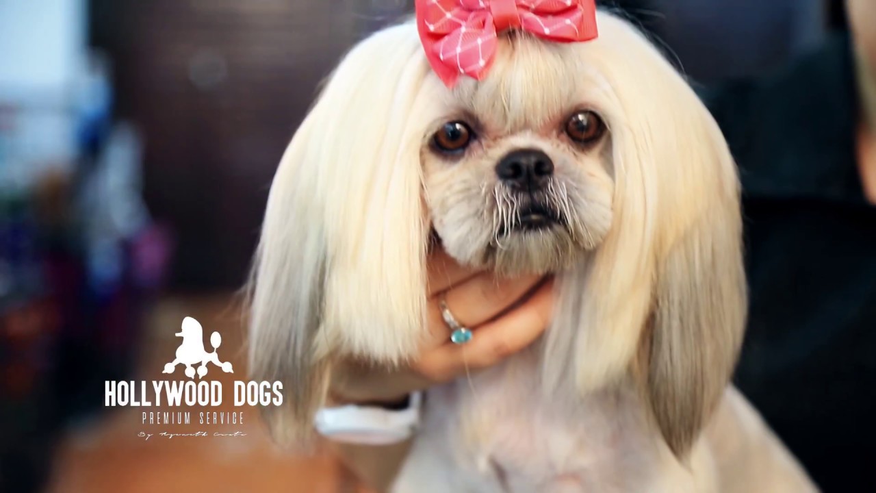 Asian Shih Tzu By Hollywood Dogs