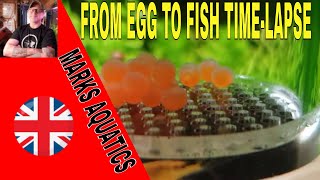 Baby Fish Timelapse