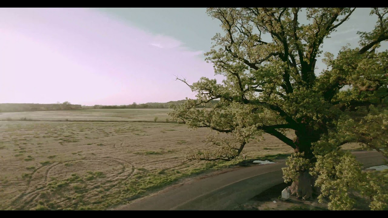 The Big Burr Oak Tree // Columbia, Missouri