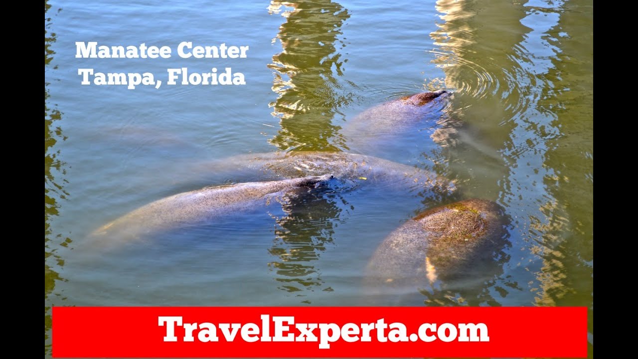 Big Bend Power Plant Manatee Viewing Area - Atlas Obscura