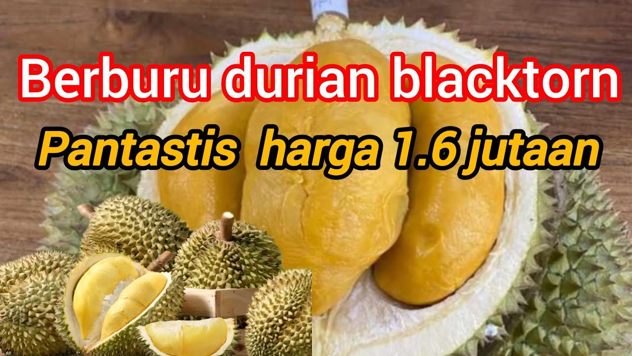 BERBURU RAJA NYA DURIAN (BLACK TORN) 