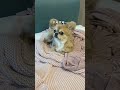 ハナのビフォーアフターがすごかった…