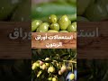 استعمالات أوراق الزيتون و فوائدها الدكتور الفايد