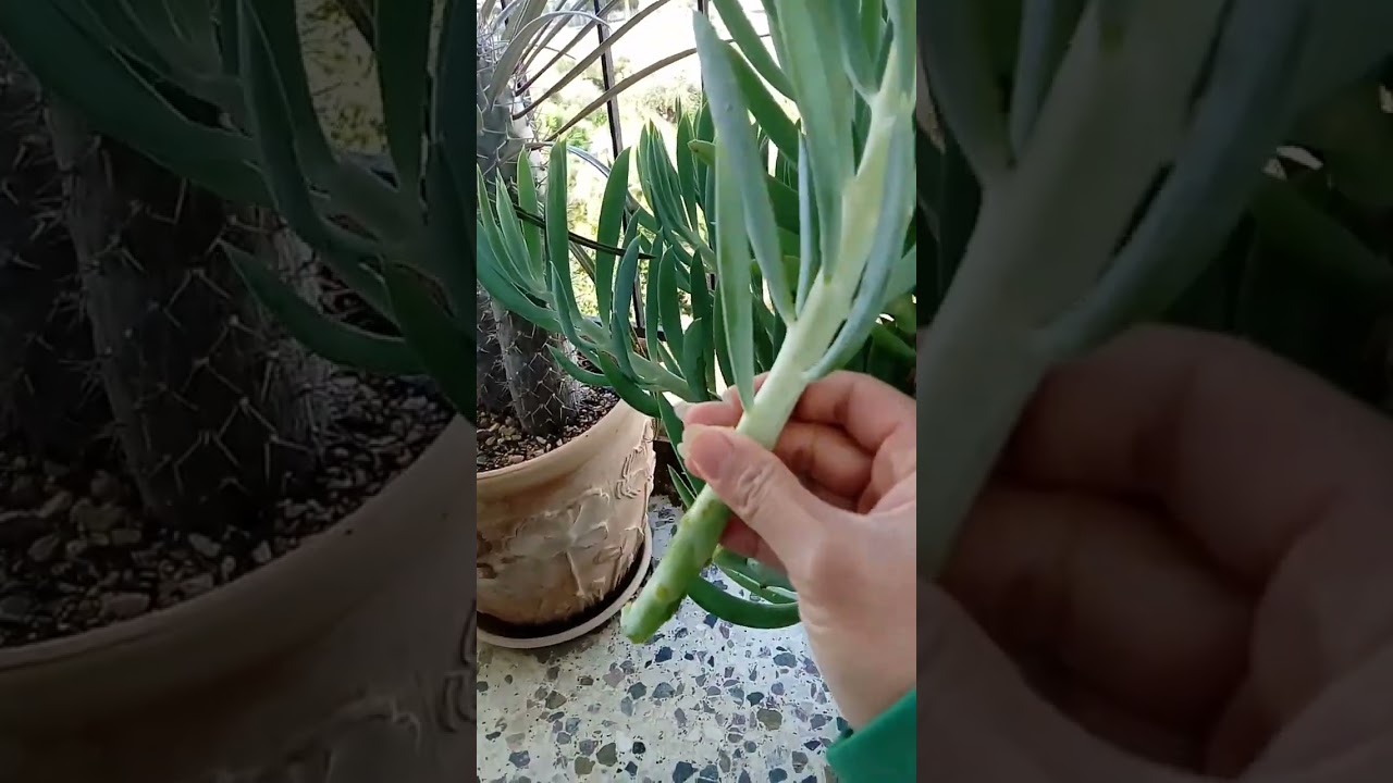 you know how super easy the senecio succulent propagation?