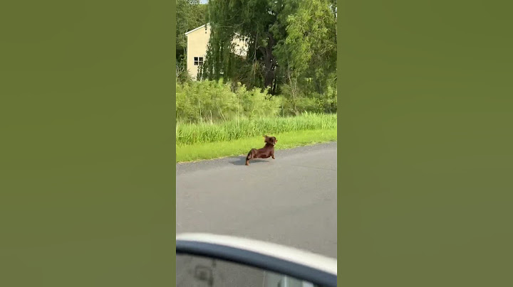 Dachshund Races Car to Home