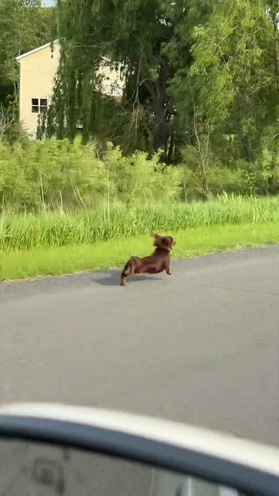 Dachshund Races Car to Home