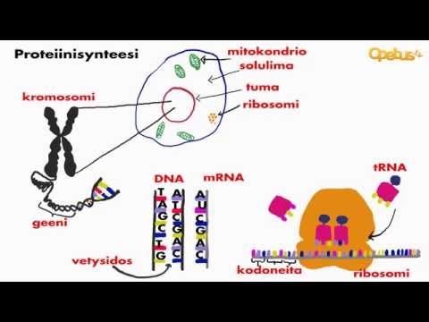 Video: Miten proteiinit säätelevät geenien ilmentymistä?