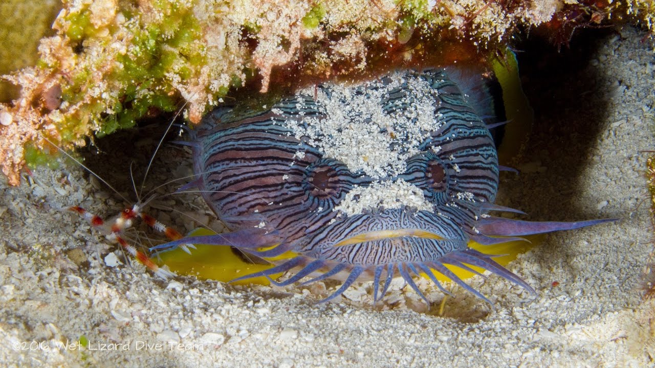 Diving Cozumel October 2016 YouTube