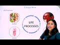 Class 10 Science Chapter 5 Life Processes - Important Life Processes NCERT (2026-2027)