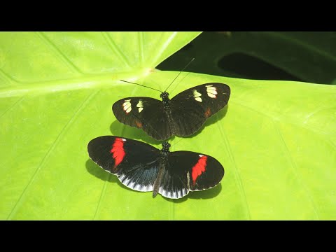 Courtship mating dance of Heliconius (longwing) butterflies | Callaway Gardens Butterfly Center