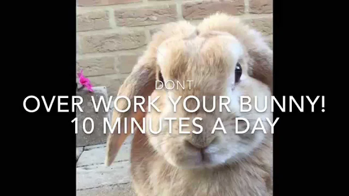 How to teach your bunny to jump