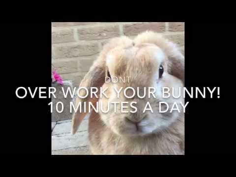 How to teach your bunny to jump