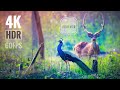 Wildlife in 4K HDR 60fps  [ 4k Video Ultra HD ] from Incredible India , Kerala tourism