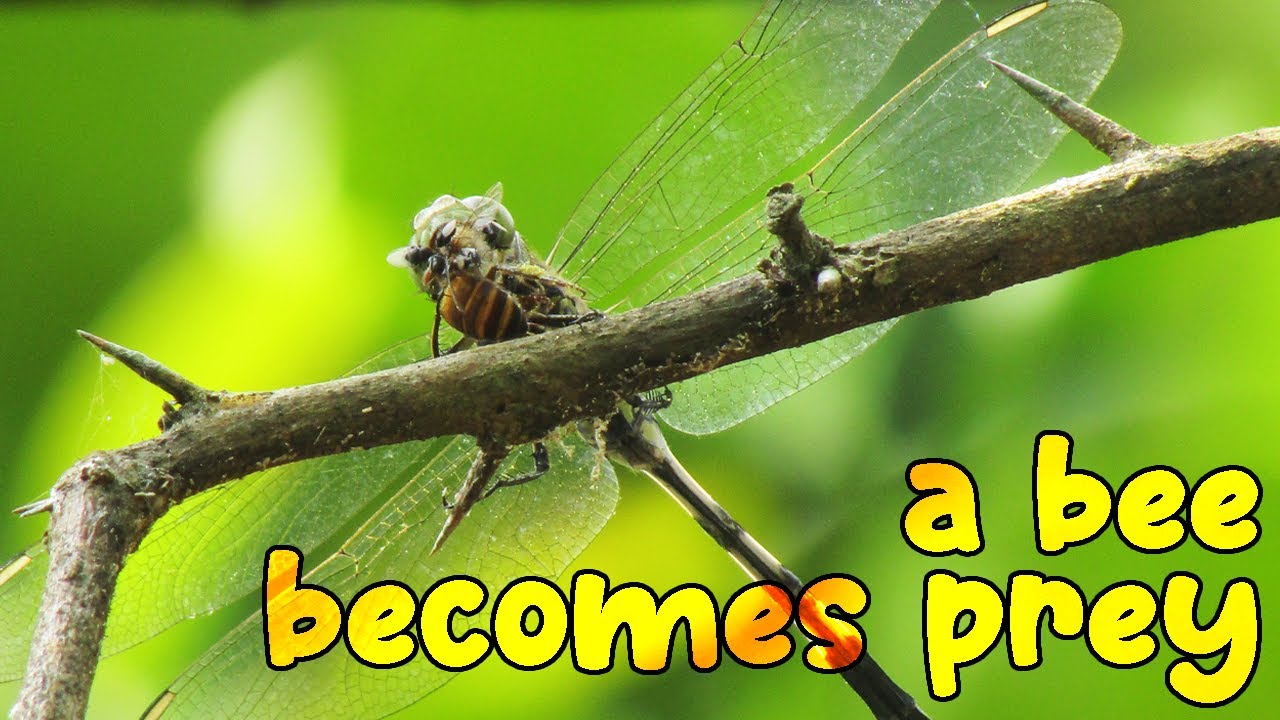 Dragonfly Eating A Honey Bee - Nature Shots