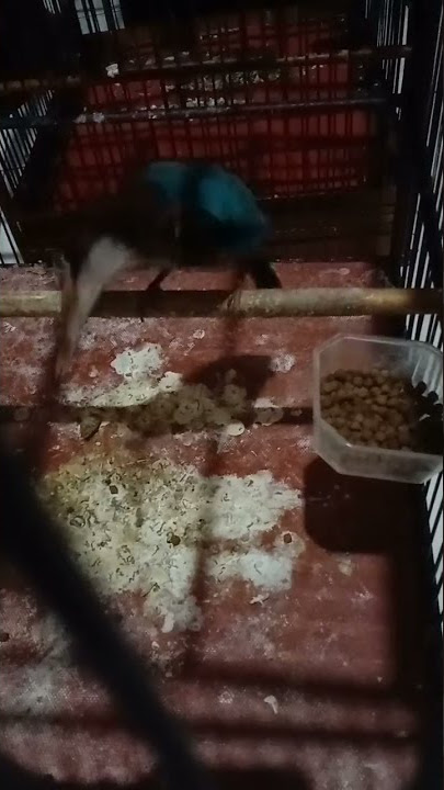 teryata burung Tengkek udang bisa makan Pur ikan