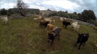 Sicilia Drone raduna mandria di mucche