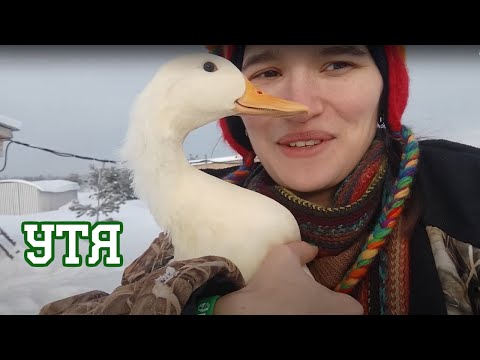 Укрощение камеры и белая утка