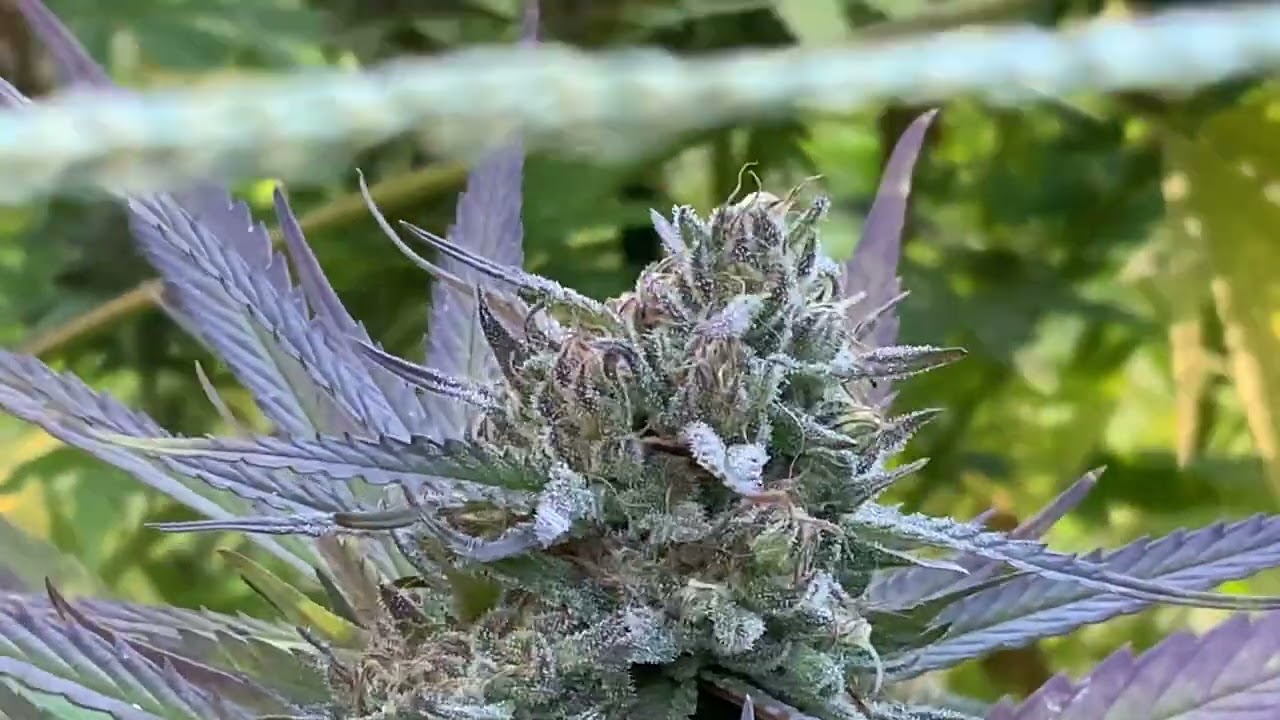 Michigan outdoor grow 2022, she’s almost ready 👍