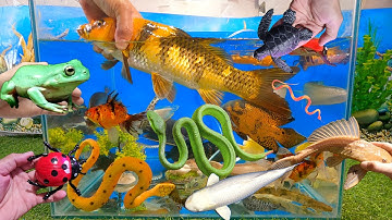 Video tổng hợp cá cảnh đẹp, động vật dễ thương, cá koi cọp, rắn đốm vàng, lau kiếng abino, ếch nâu