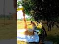 nel arupadai #vivasayam #farmer #vivasayi #shorts #trending