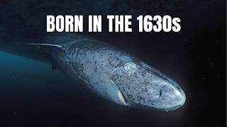 This Shark Is Older Than The United States