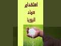 انتبه من اضافة اليوريا اثناء التزهير