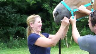 How to measure your Draft Horse for a bit 1