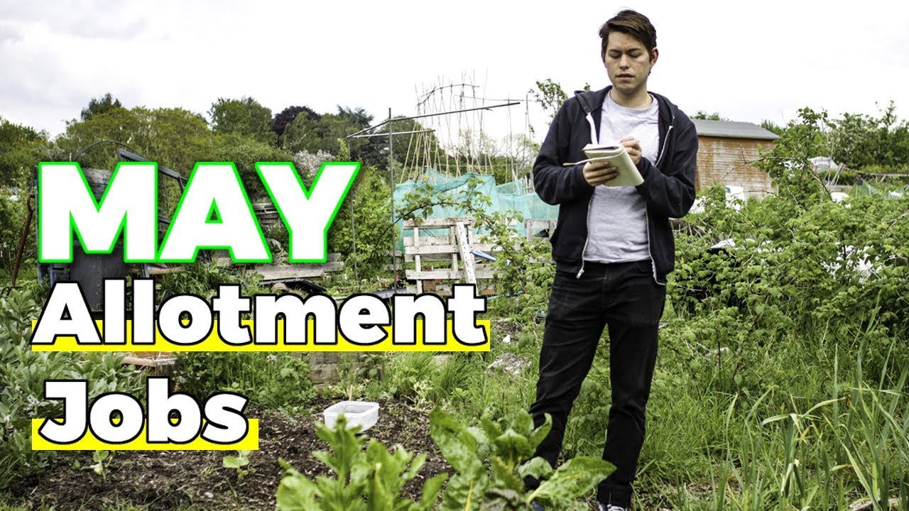 May Allotment Jobs - Lots to Do! (UK Garden Diary 2019)
