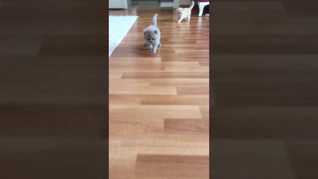 meraklı kedi YouTube