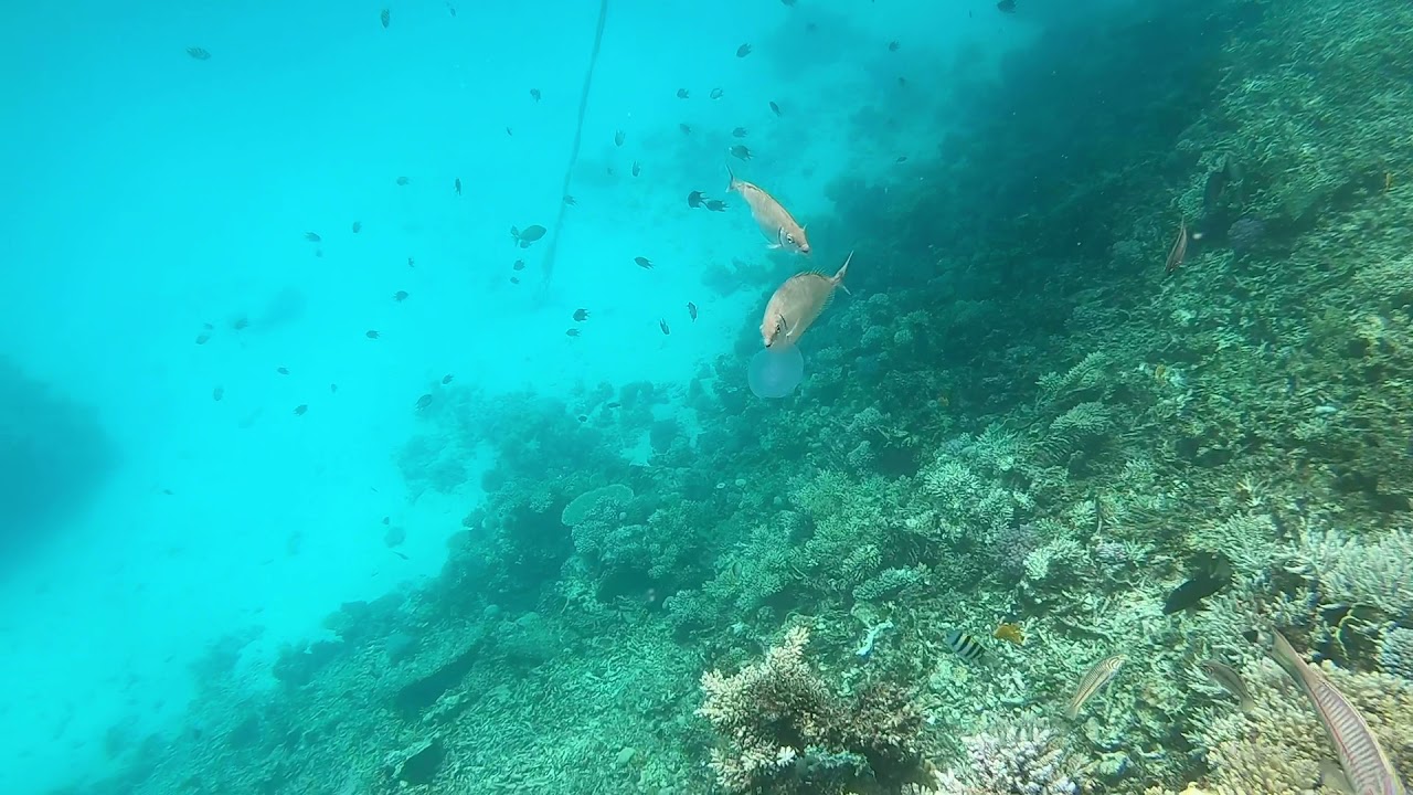Hurghada Underwater - Egypt