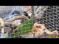 TVA Vlog | Vẹt Ngực Hồng Bày Bán Khắp Nơi tại Chợ Chim Cảnh Lạng Sơn