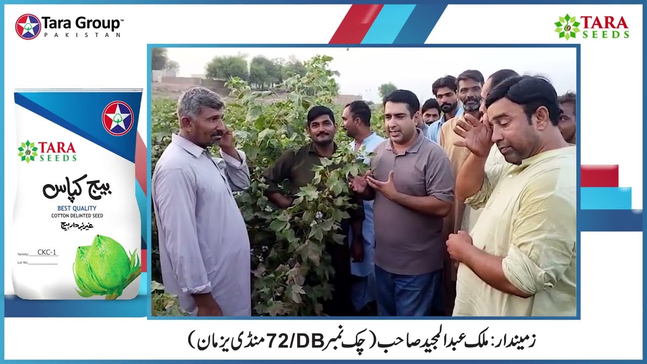 Cotton Seed CKC-1 Testimonial