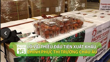 Lô vải thiều đầu tiên xuất khẩu chinh phục thị trường Châu Âu | VTC16